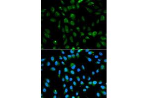 Immunofluorescence (IF) image for anti-Proteasome Subunit Alpha Type 3 (PSMA3) (AA 1-255) antibody (ABIN3021835)