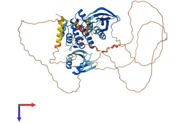 MAP3K3 Protein (AA 1-626) (His tag)