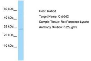 CYB5D2 Antikörper  (AA 178-227)