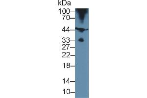 Western Blot; Sample: Porcine Skeletal muscle lysate; Primary Ab: 2µg/ml Rabbit Anti-Human HJV Antibody Second Ab: 0.