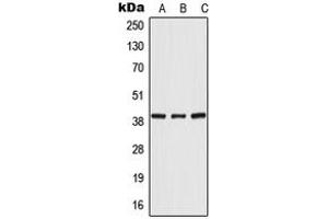 Western blot analysis of POLR3F expression in HeLa (A), mouse liver (B), rat liver (C) whole cell lysates.