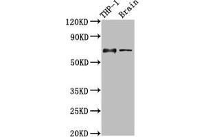 Western Blot Positive WB detected in: THP-1 whole cell lysate, Rat brain tissue All lanes: LILRB1 antibody at 3. (LILRB1 Antikörper  (AA 483-650))