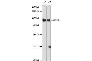 Western blot analysis of extracts of various cell lines, using HNF1α antibody (ABIN3017355, ABIN3017356, ABIN3017357 and ABIN6220050) at 1:1000 dilution. (HNF1A Antikörper)