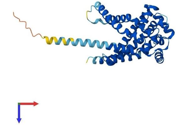 SLC25A42 Protein (AA 1-318) (His tag)