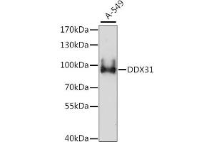 Western blot analysis of extracts of A-549 cells, using DDX31 antibody (ABIN7266695) at 1:1000 dilution. (DDX31 Antikörper  (AA 652-851))