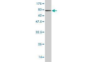 Western Blotting (WB) image for anti-Dihydrolipoamide Dehydrogenase (DLD) (AA 1-509) antibody (ABIN560607)