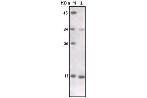 Western Blotting (WB) image for anti-Tumor Necrosis Factor alpha (TNF alpha) antibody (ABIN1846513) (TNF alpha Antikörper)