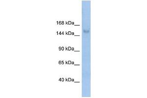 WB Suggested Anti-MOV10L1 Antibody Titration:  0. (MOV10L1 Antikörper  (N-Term))