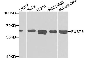 Western blot analysis of extracts of various cells, using FUBP3 antibody.