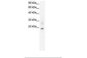 Image no. 1 for anti-Claudin 9 (CLDN9) (C-Term) antibody (ABIN202073) (Claudin 9 Antikörper  (C-Term))