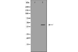 Western blot analysis of Jurkat cell extracts, using CD244 Antibody.