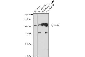 Western blot analysis of extracts of various cell lines, using Dynamin 3 antibody (ABIN7266860) at 1:1000 dilution. (Dynamin 3 Antikörper)