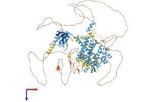 CNKSR2 Protein (AA 1-1032) (His tag)