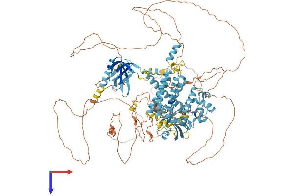 CNKSR2 Protein (AA 1-1032) (His tag)