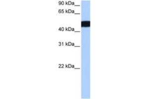 Western Blotting (WB) image for anti-Ciliary Rootlet Coiled-Coil, Rootletin Pseudogene 3 (CROCCP3) antibody (ABIN2463462) (CROCCP3 Antikörper)