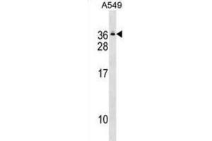 Western Blotting (WB) image for anti-Gem (Nuclear Organelle) Associated Protein 8 (GEMIN8) antibody (ABIN2999841) (GEMIN8 Antikörper)