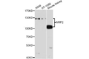 Western blot analysis of extracts of various cell lines, using NRP2 antibody.