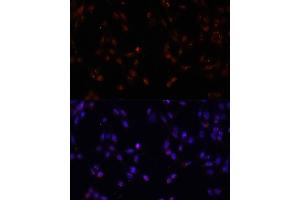 Immunofluorescence (IF) image for anti-Interleukin enhancer-binding factor 3 (ILF3) (AA 1-270) antibody (ABIN3023310)