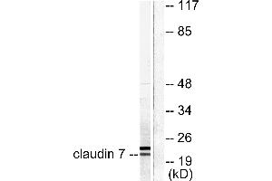 Western blot analysis of extracts from 293 cells, using Claudin 7 antibody (#C0153). (Claudin 7 Antikörper)