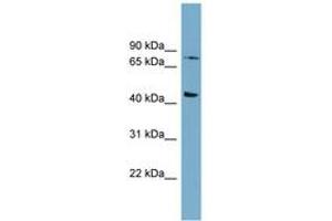 Image no. 1 for anti-Frizzled Family Receptor 6 (FZD6) (AA 539-588) antibody (ABIN6743054) (FZD6 Antikörper  (AA 539-588))