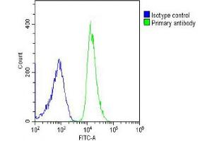 Overlay histogram showing U-2OS cells stained with (ABIN6242742 and ABIN6578595) (green line). (RPL4 Antikörper  (AA 119-149))