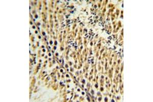 Formalin fixed and paraffin embedded testis tissue reacted with EXTL3 Antibody (N-term) followed by peroxidase conjugation of the secondary antibody and DAB staining. (EXTL3 Antikörper  (N-Term))