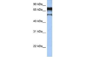 ZNF780B antibody used at 0. (ZNF780B Antikörper  (N-Term))