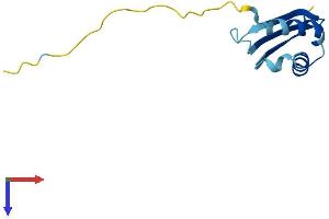 BOLA3 Protein (AA 1-107) (His tag)
