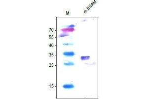 Western Analysis of anti-human ESAM. (ESAM Antikörper  (AA 30-248))