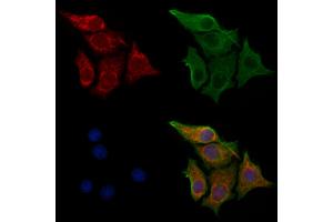 ABIN7094295 and ABIN7098342 staining HepG2 cells by IF/ICC.