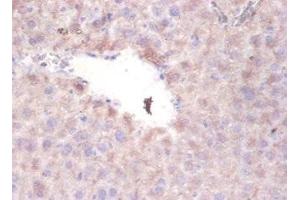 Immunohistochemistry of paraffin-embedded mouse liver tissue using ABIN7169381 at dilution of 1:100 (PON1 Antikörper  (AA 2-355))