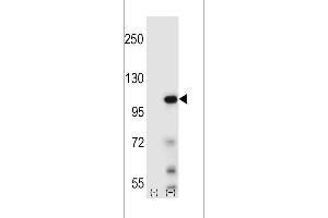 Western blot analysis of Elongin A (arrow) using rabbit polyclonal Elongin A Antibody (ABIN650667 and ABIN2838208).