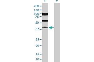 Western Blot analysis of PDX1 expression in transfected 293T cell line by PDX1 MaxPab polyclonal antibody. (PDX1 Antikörper  (AA 1-283))