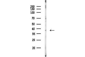 Western blot analysis of lysates from  cells, using HOXC13 Antibody at 1/1000 dilution. (HOXC13 Antikörper  (C-Term))