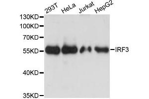 Western blot analysis of extracts of various cell lines, using IRF3 antibody (ABIN5998002) at 1:3000 dilution. (IRF3 Antikörper)