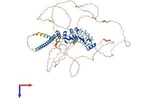 LRRC50 Protein (AA 1-725) (His tag)