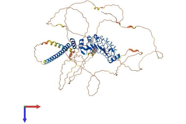 LRRC50 Protein (AA 1-725) (His tag)