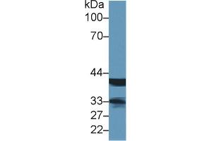 Western Blot; Sample: Rat Lymph node lysate; Primary Ab: 1µg/ml Rabbit Anti-Human LMAN2 Antibody Second Ab: 0. (LMAN2 Antikörper  (AA 45-322))