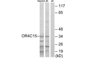 Western blot analysis of extracts from HepG2 cells and Jurkat cells, using OR4C15 antibody. (OR4C15 Antikörper  (C-Term))