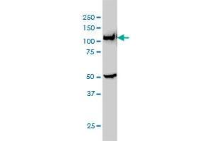 GART monoclonal antibody (M01), clone 4D6-1D5 Western Blot analysis of GART expression in Hela S3 NE . (GART Antikörper  (AA 1-433))