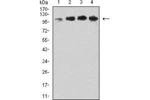 Western blot analysis using CD106 mouse mAb against COS7 (1), MCF-7 (2), HepG2 (3), and Hela (4) cell lysate. (VCAM1 Antikörper  (AA 25-183))