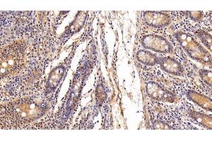 Detection of UCRP in Porcine Small intestine Tissue using Polyclonal Antibody to Ubiquitin Cross Reactive Protein (UCRP) (CLRN1 Antisense RNA 1 (CLRN1-AS1) (AA 2-157) Antikörper)