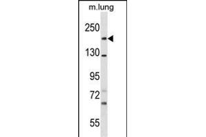 SNED1 Antibody (N-term) (ABIN1539657 and ABIN2849967) western blot analysis in mouse lung tissue lysates (35 μg/lane). (SNED1 Antikörper  (N-Term))