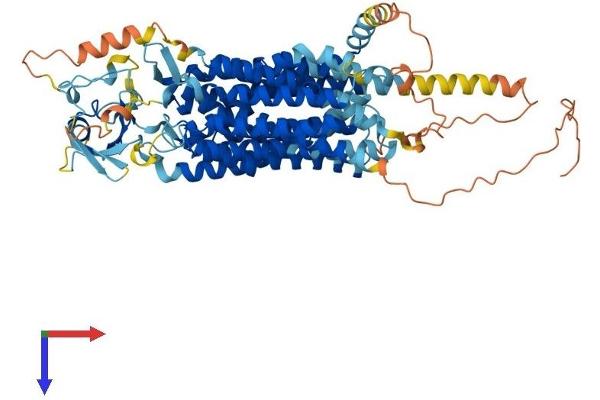 SLCO1C1 Protein (AA 1-715) (His tag)