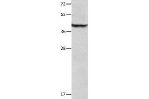 Western blot analysis of Mouse lung tissue , using SERPINB5 Polyclonal Antibody at dilution of 1:1000 (SERPINB5 Antikörper)