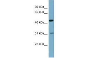 Image no. 1 for anti-Osteomodulin (OMD) (AA 143-192) antibody (ABIN6741845) (Osteomodulin Antikörper  (AA 143-192))