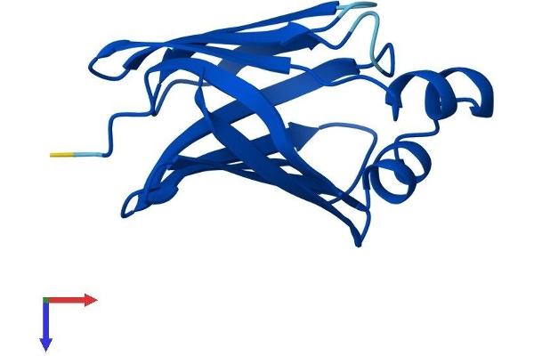 RBP7 Protein (AA 1-134) (His tag)