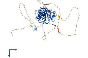 CPEB1 Protein (AA 1-561) (His tag)