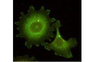 Immunofluorescence microscopy using  Monoclonal anti-HEF1 antibody (clone 14A11) shows detection of HEF1 localized at the centrosome (bright dots) and focal adhesion sites. (NEDD9 Antikörper  (AA 82-398))