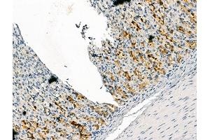 ABIN7094434 and ABIN7098482 at 1/100 staining Rat stomach tissue by IHC-P. (FURIN Antikörper  (N-Term))